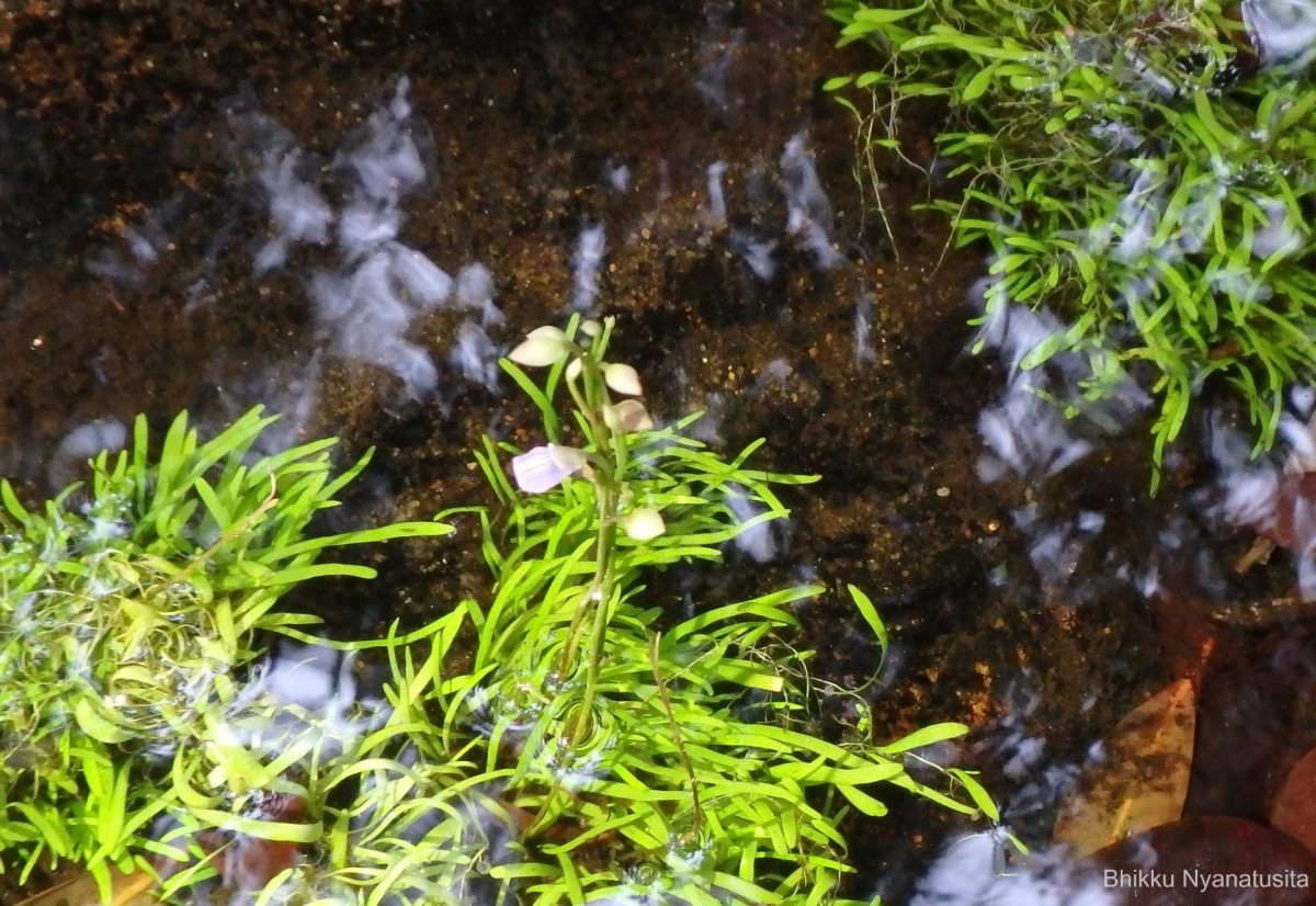 Utricularia uliginosa Vahl